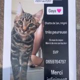 Foto del gato perdido en Tours