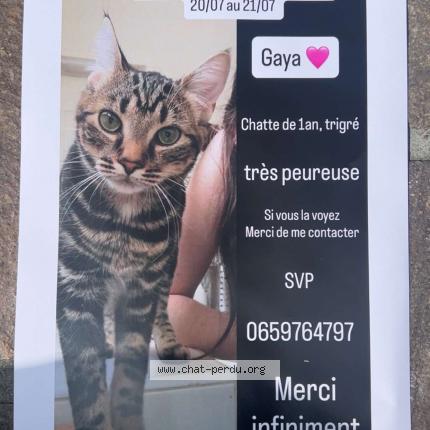 Foto 1/1 Gaya Chat perdido en Tours