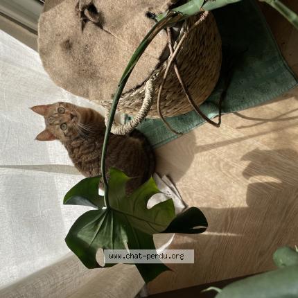 Foto 1/1 Praline Chat perdido en Toulouse