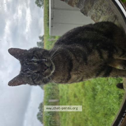 Foto 1/1 Gato encontrado Encontrado en Wormhout