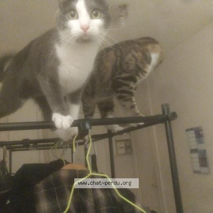 Foto 1/1 Savannah Chat perdido en Grenoble