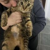 Foto del gato perdido en Vincelles