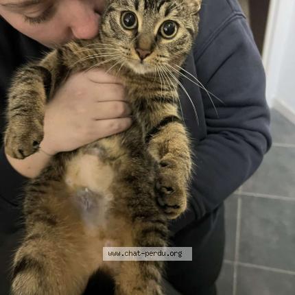 Foto 1/1 Maïa Chat perdido en Vincelles