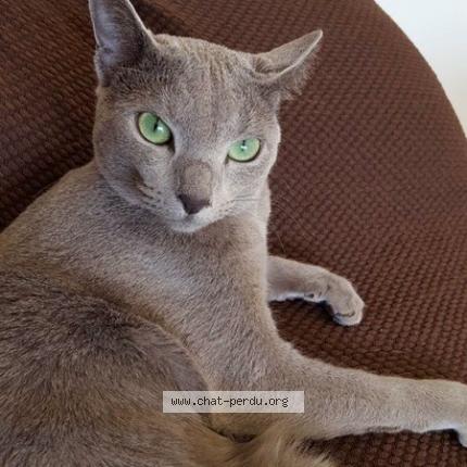 Foto 1/1 MELODY Chat perdido en Amanlis