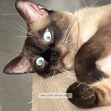 Foto 1/1 Nougat Chat perdido en Valderies