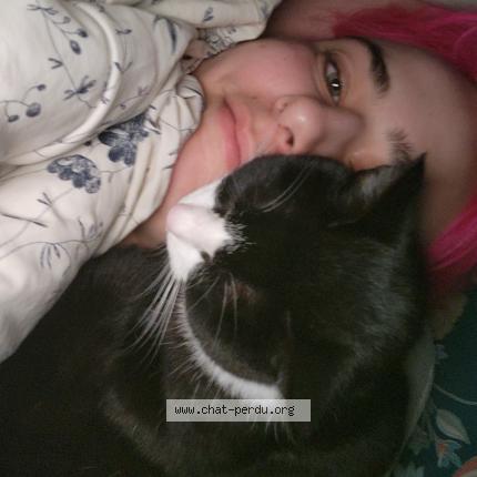 Foto 1/1 Noon Chat perdido en Poitiers