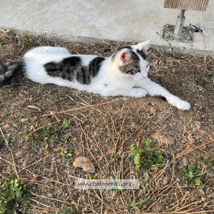 Foto 1/1 Mimi Chat perdido en Portes les valences