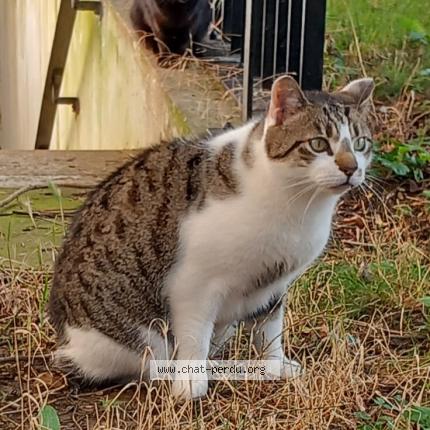 Foto 1/1 Gato encontrado Encontrado en Paris