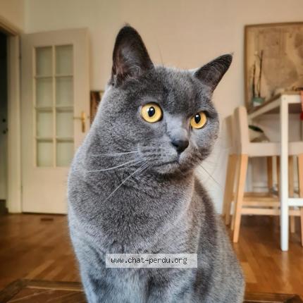 Foto 1/1 Marius Chat perdido en Latour bas elne