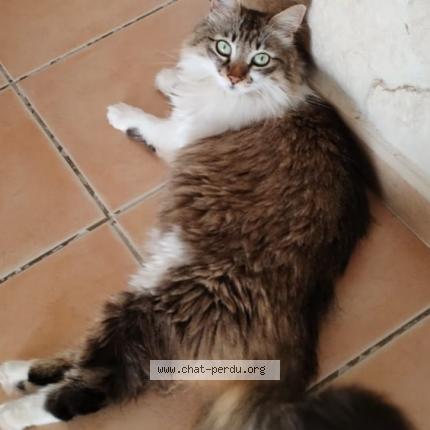 Foto 1/1 Zia Chat perdido en Bagnols sur ceze