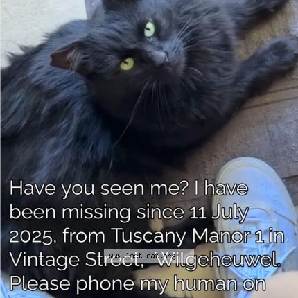 Foto 1/1 Lupini Chat perdido en Wilgeheuwel roodepoort