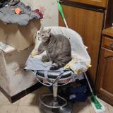 Foto del gato perdido en Mouchin