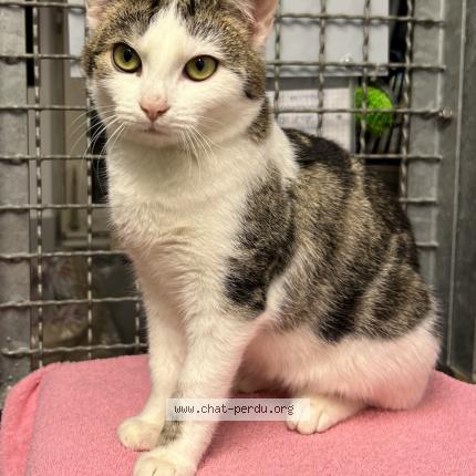 Foto 1/1 Lunq Chat perdido en Geradmer