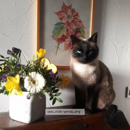 Foto 1/1 kiki Chat perdido en Passy