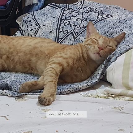 Foto 1/1 Simba Chat perdido en Asansol