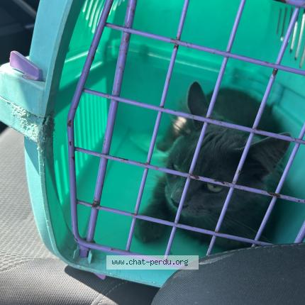 Foto 1/4 MICHKA Chat perdido en Ingre