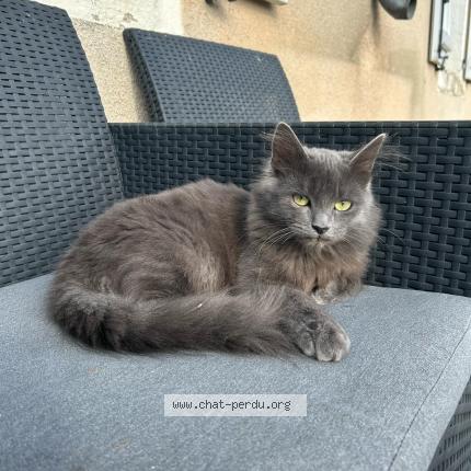 Foto 4/4 MICHKA Chat perdido en Ingre