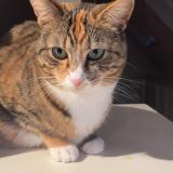 Foto del gato perdido en Saint Lunaire