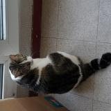 Foto del gato perdido en Saint Priest