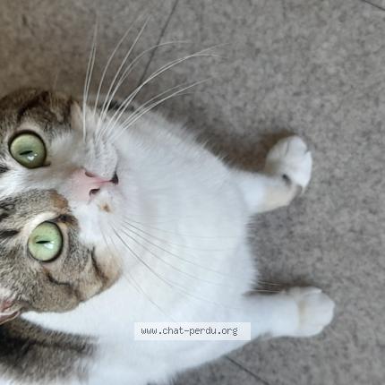 Foto 2/2 Grignette Chat perdido en Saint priest