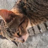 Foto del gato perdido en Roeulx