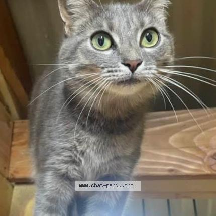 Foto 1/1 TINA Chat perdido en Abrest