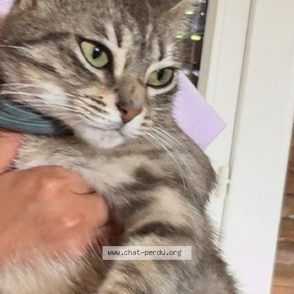 Foto 1/1 Mimy Chat perdido en Muret