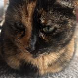 Foto del gato perdido en Houssen