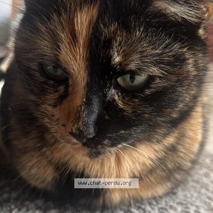 Foto 1/1 Kiko Chat perdido en Houssen