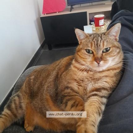 Foto 1/1 Gazelle Chat perdido en Grezieu la varenne