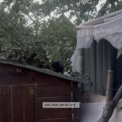 Foto 1/1 Gato encontrado Encontrado en Bondy