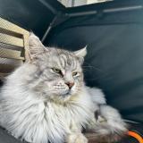 Foto del gato perdido en Chilly