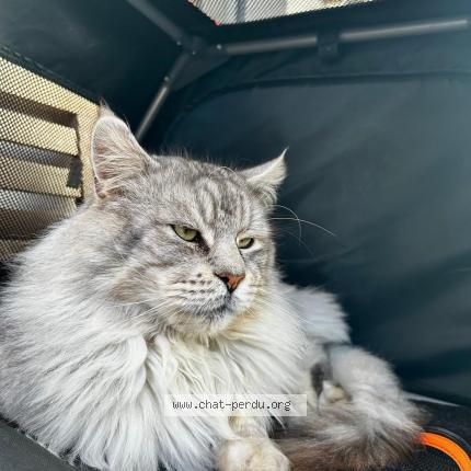 Foto 1/1 Lucky Chat perdido en Chilly