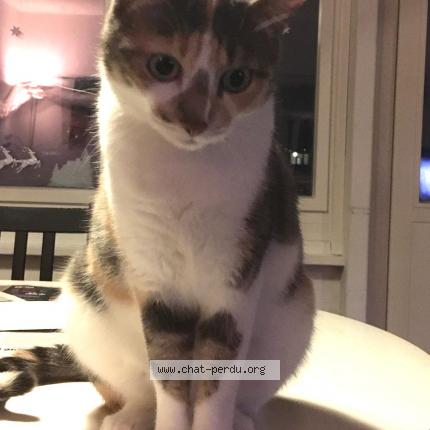 Foto 1/1 Nezuko Chat perdido en Chatelaine