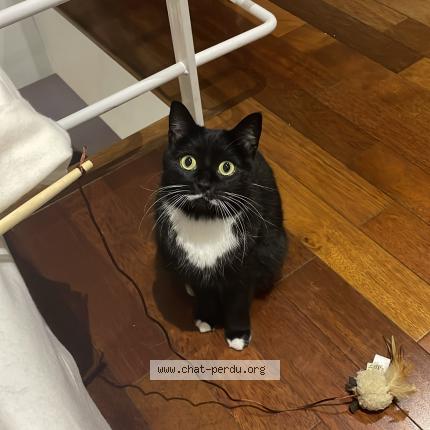 Foto 1/1 Fripouille Chat perdido en Villiers sur marne