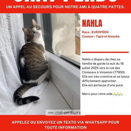 Foto 1/1 NAHLA Chat perdido en Voisenon