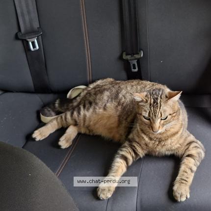 Foto 1/1 ROMY Chat perdido en Champigny sur marne