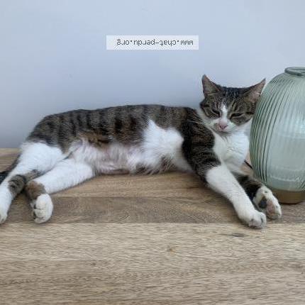 Foto 1/1 Nala Chat perdido en Argentre