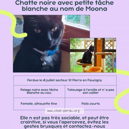 Foto 1/1 Moona Chat perdido en St pierre en faucigny