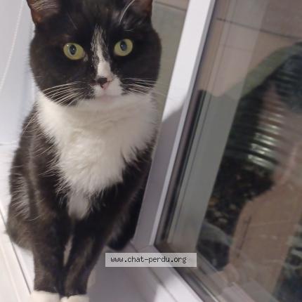 Foto 1/1 Gisèle Chat perdido en Quebec