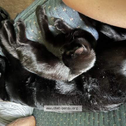 Foto 1/1 Shaga Chat perdido en Chertsey