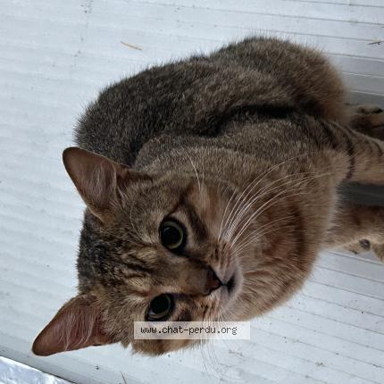 Foto 1/1 Gato encontrado Encontrado en Drancy