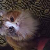 Foto del gato perdido en Masny