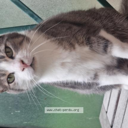 Foto 1/1 Gato encontrado Encontrado en Bonneuil