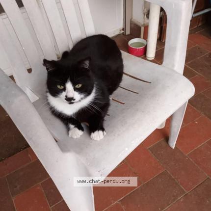 Foto 1/1 TIMI Chat perdido en Nevy les dole