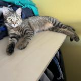 Foto del gato perdido en Cournonterral