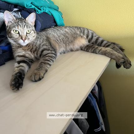 Foto 1/1 Tigresse Chat perdido en Cournonterral