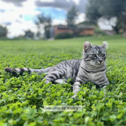 Foto 1/1 Tao Chat perdido en Toulouse