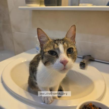 Foto 1/1 Gato encontrado Encontrado en Reims