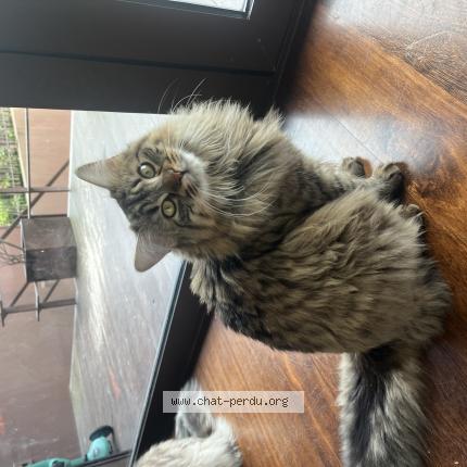 Foto 1/1 Lucky Chat perdido en Binic etables sur mer